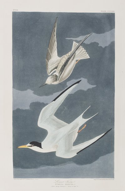 Ilustrace z 