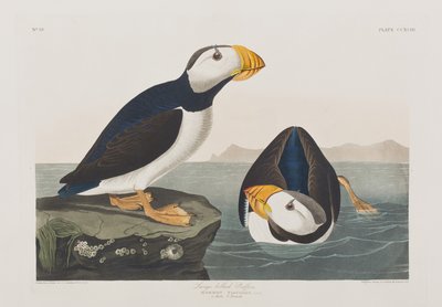 Ilustrace z 