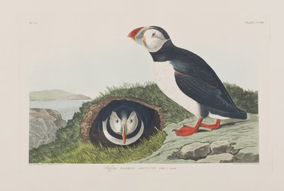 Ilustrace z 