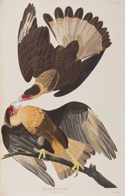 Ilustrace z 