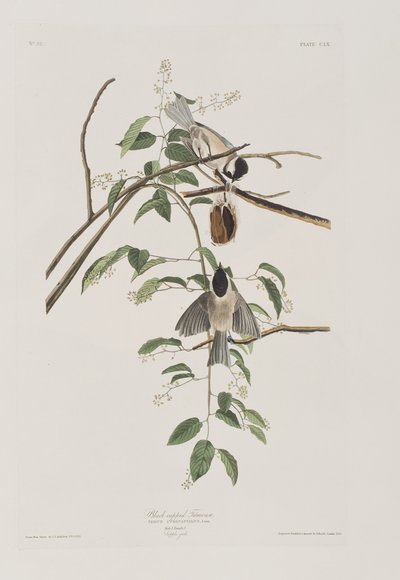 Ilustrace z 