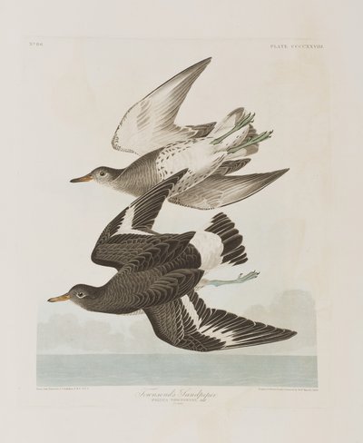 Ilustrace z 