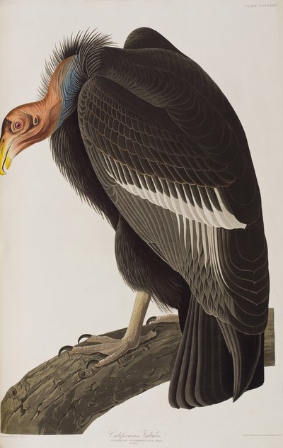Ilustrace z 