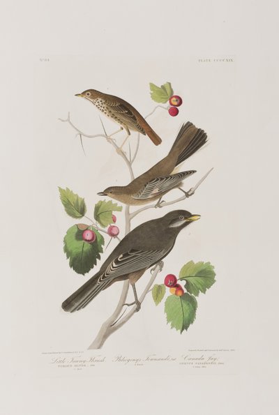 Ilustrace z 