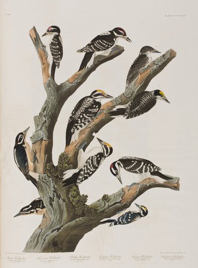 Ilustrace z 
