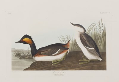 Ilustrace z 