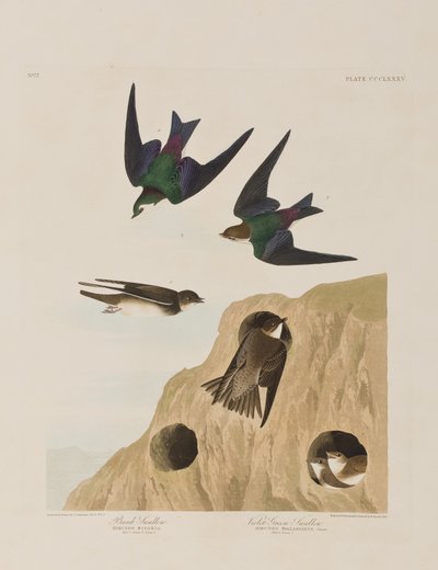 Ilustrace z 