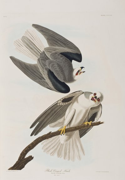 Ilustrace z 