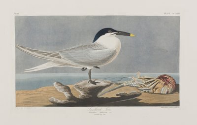 Ilustrace z 