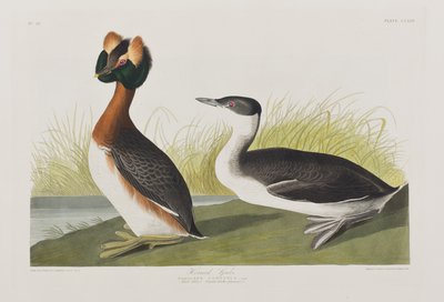 Ilustrace z 