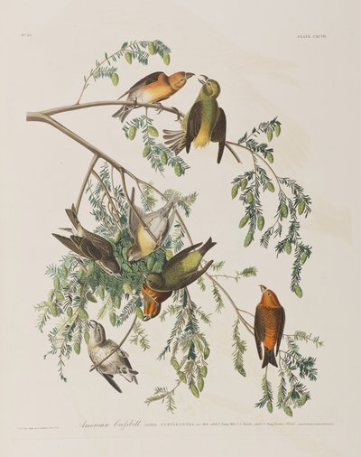 Ilustrace z 