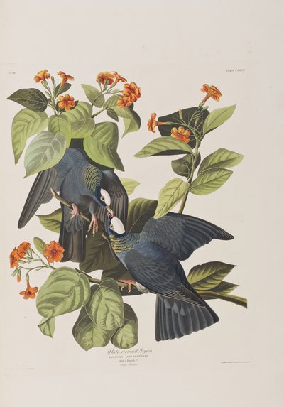 Ilustrace z 