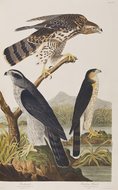 Ilustrace z 