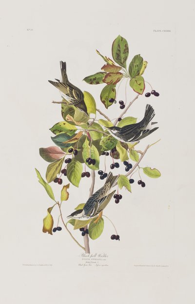 Ilustrace z 