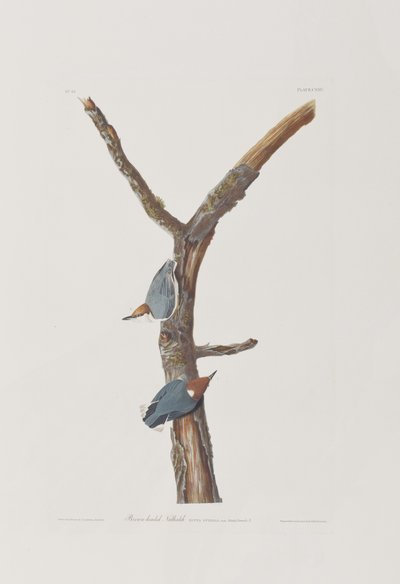 Ilustrace z 