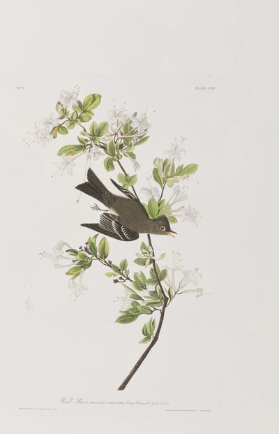 Ilustrace z 