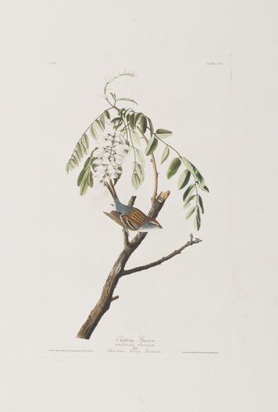 Ilustrace z 