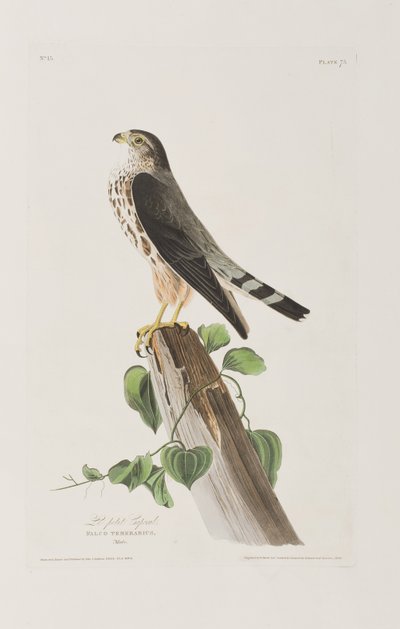 Ilustrace z 