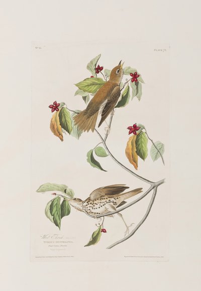 Ilustrace z 
