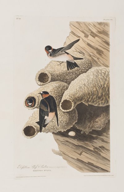 Ilustrace z 