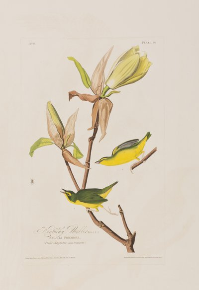 Ilustrace z 