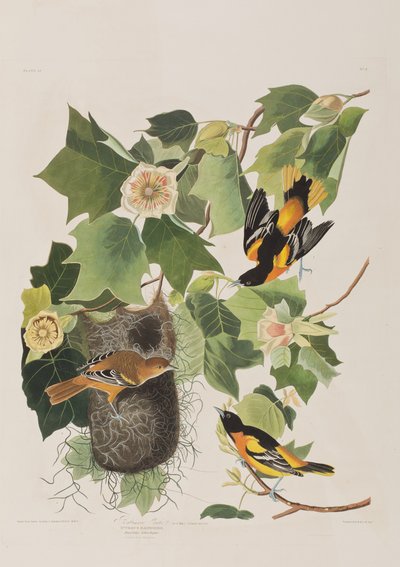 Ilustrace z 