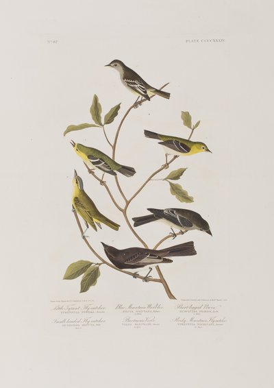 Ilustrace z 