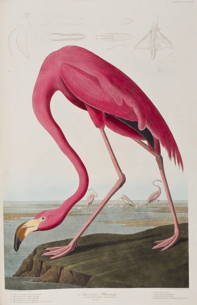 Ilustrace z 