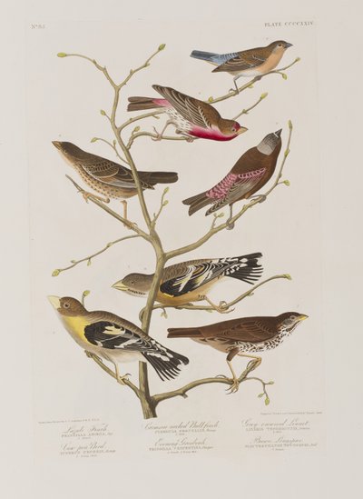 Ilustrace z 