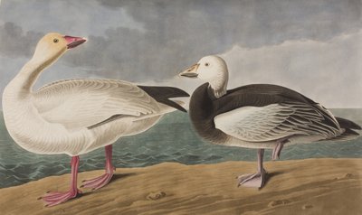 Ilustrace z 