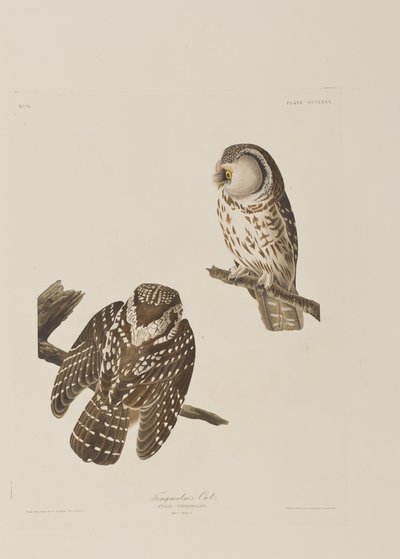 Ilustrace z 