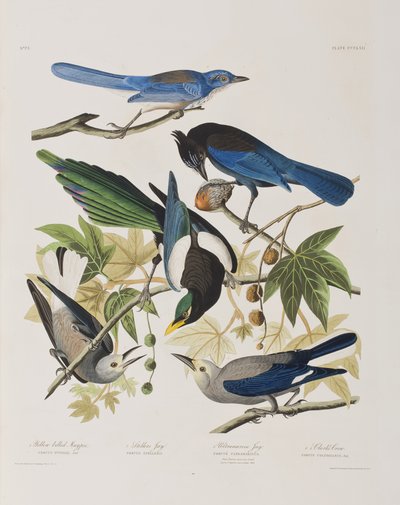 Ilustrace z 