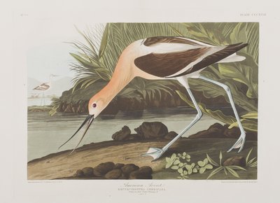 Ilustrace z 