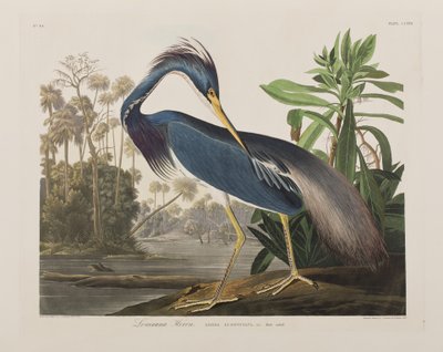Ilustrace z 