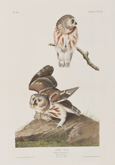 Ilustrace z 