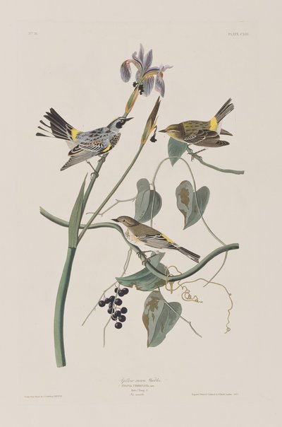 Ilustrace z 