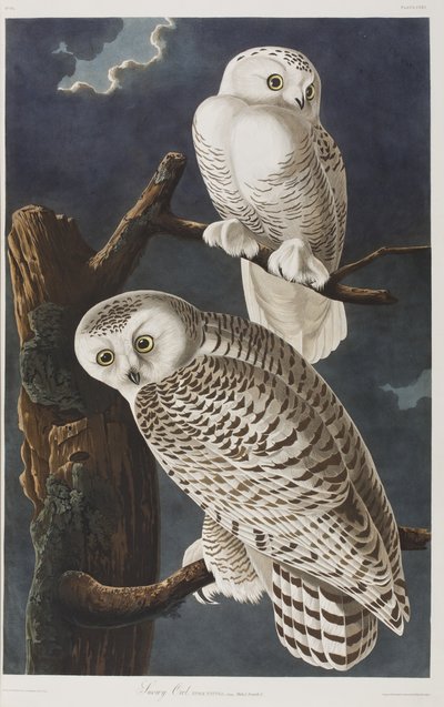 Ilustrace z 