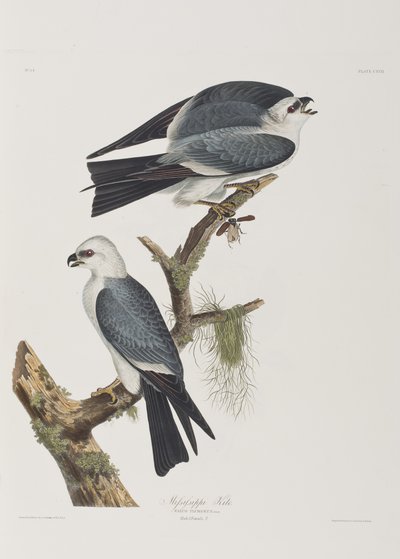 Ilustrace z 