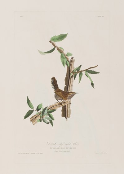 Ilustrace z 