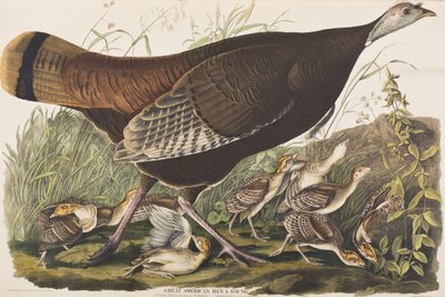 Ilustrace z 