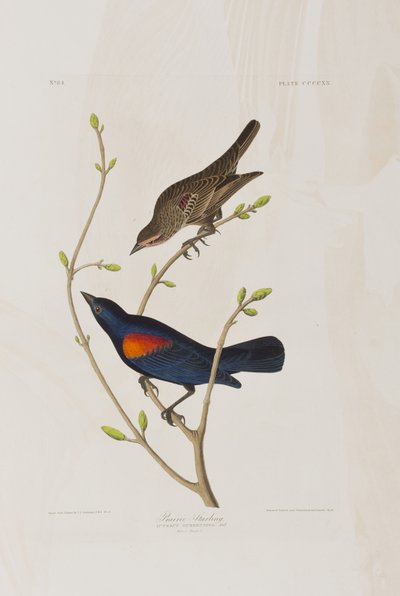 Ilustrace z 