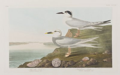 Ilustrace z 