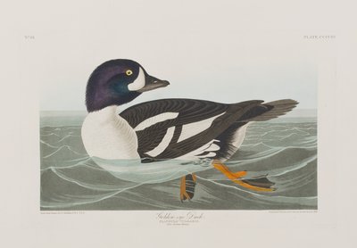 Ilustrace z 