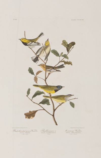 Ilustrace z 