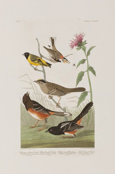 Ilustrace z 