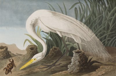 Ilustrace z 
