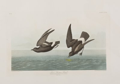 Ilustrace z 