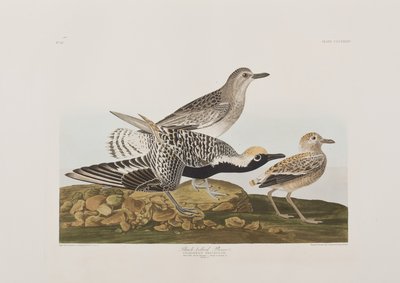 Ilustrace z 