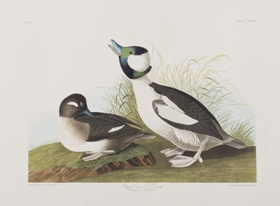 Ilustrace z 
