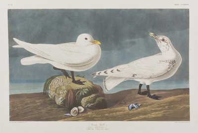 Ilustrace z 